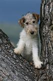 FOX TERRIER 710